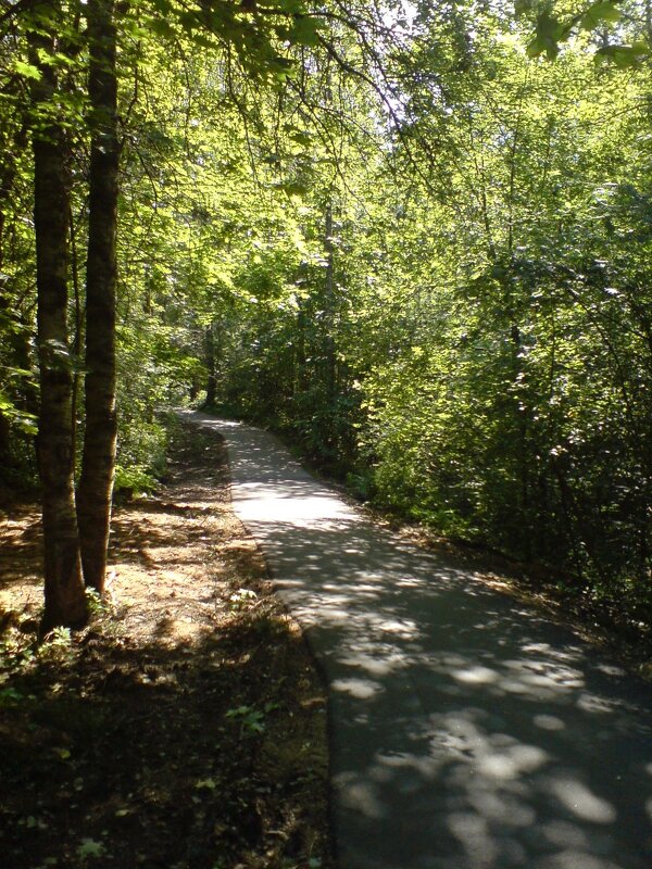 Лесными дорогами - Not Lion Лесными дорогами - Not Lion