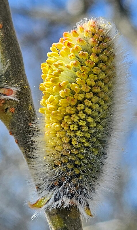 Вербное воскресенье. - Михаил Свиденцов
