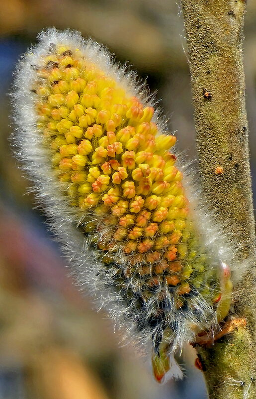 Вербное воскресенье. - Михаил Свиденцов