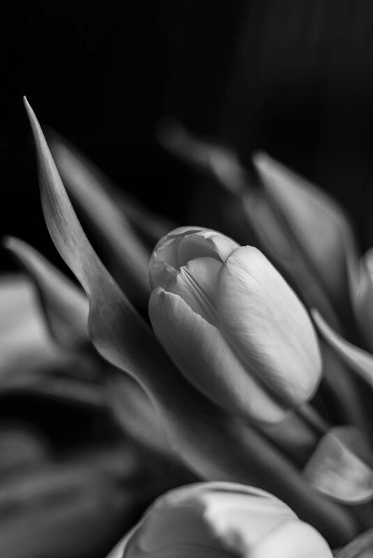 Тюльпаны. - Николай 