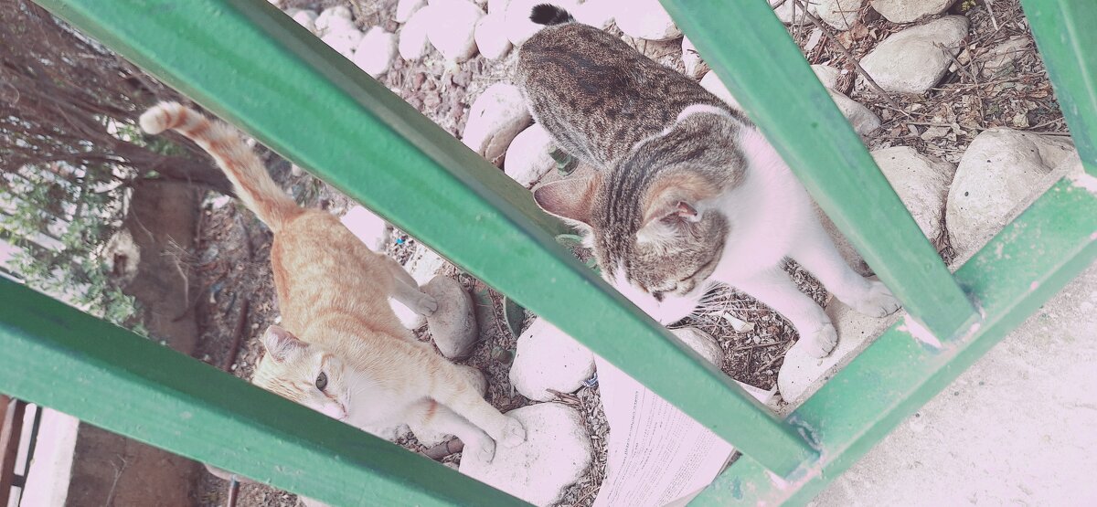 14  КЛОС (107) - CLOSE WAYS ALL