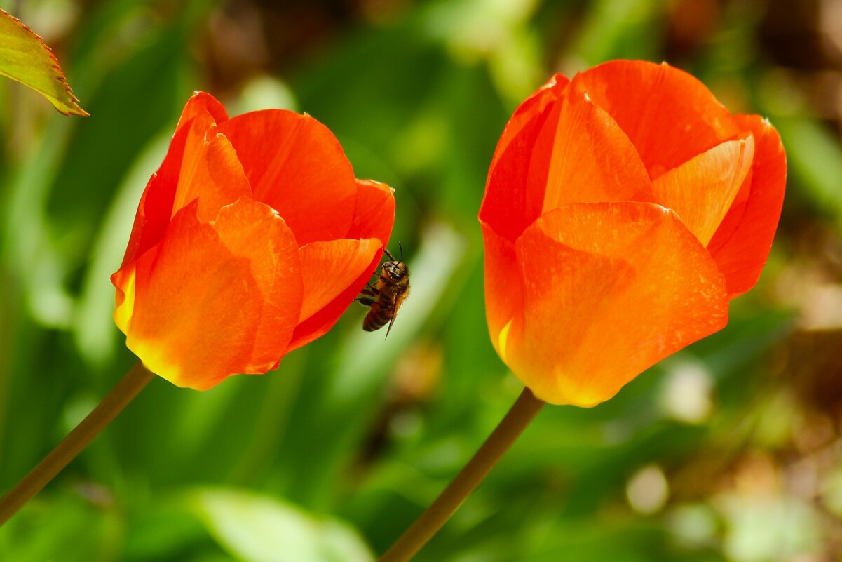 Проснулась. - Юрий. Шмаков