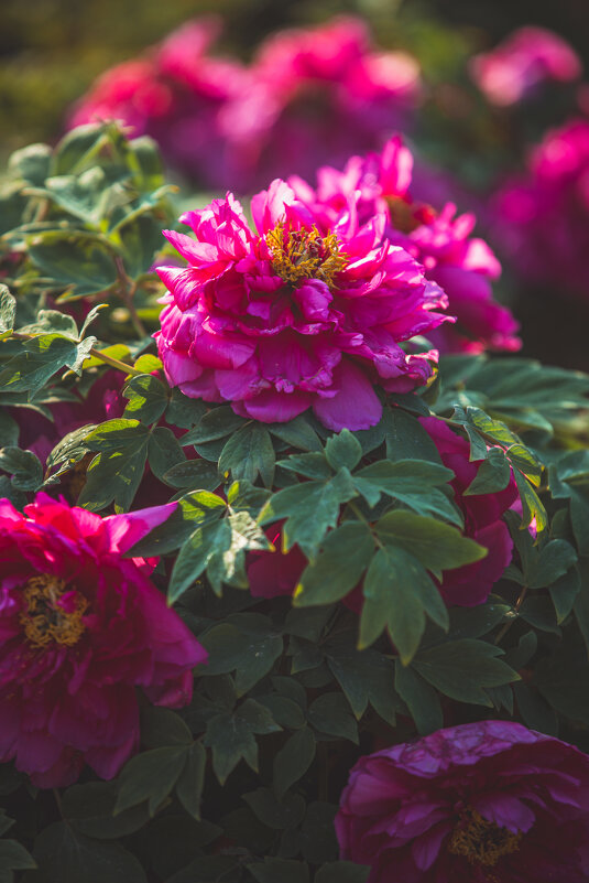 Пионы в парке - Дмитрий Пионы в парке - Дмитрий