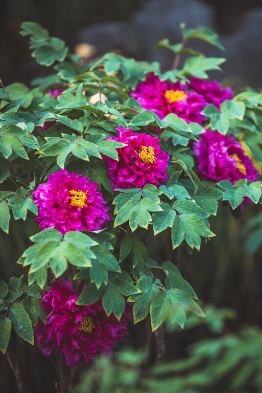 Пионы в парке - Дмитрий 