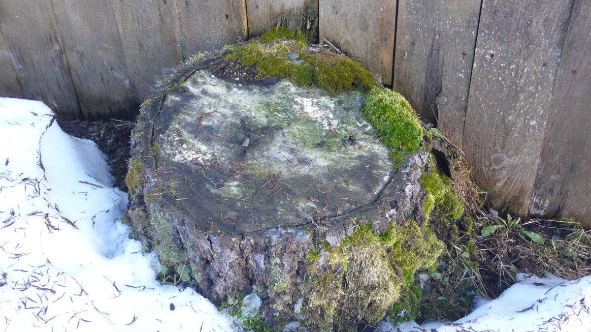 Пень и мох. - Михаил Елочкин Пень и мох. - Михаил Елочкин