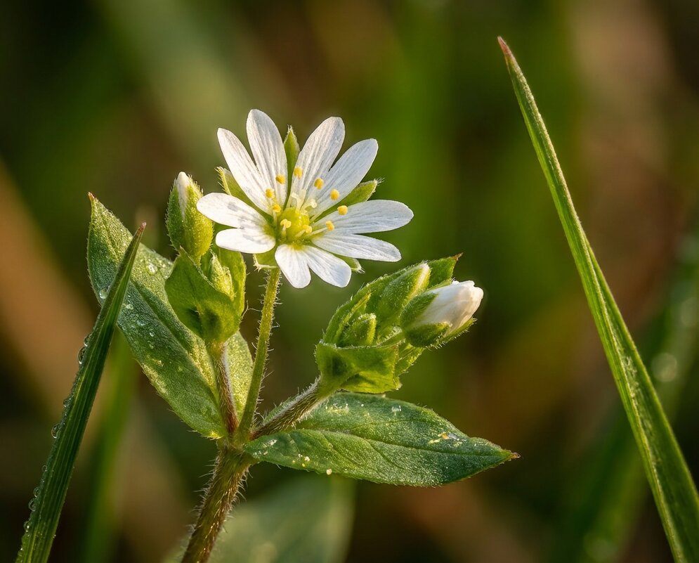 Мокрица или звездчатка средняя - Лилия 