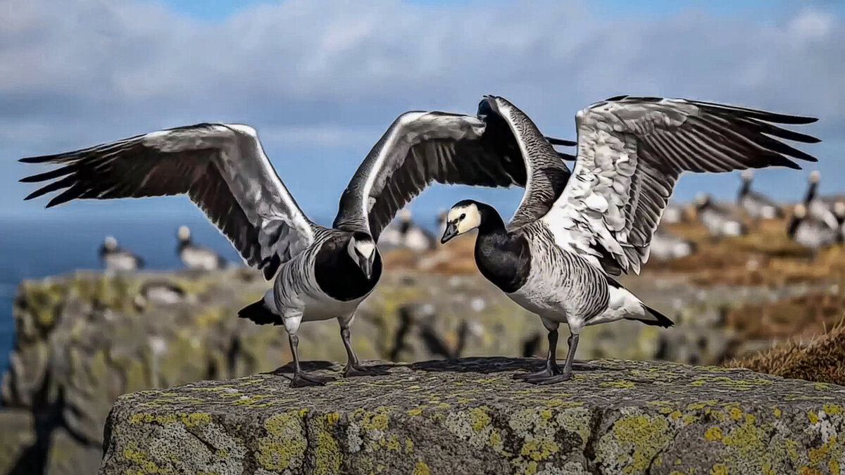 Белощёкая казарка - Aleksey Afonin