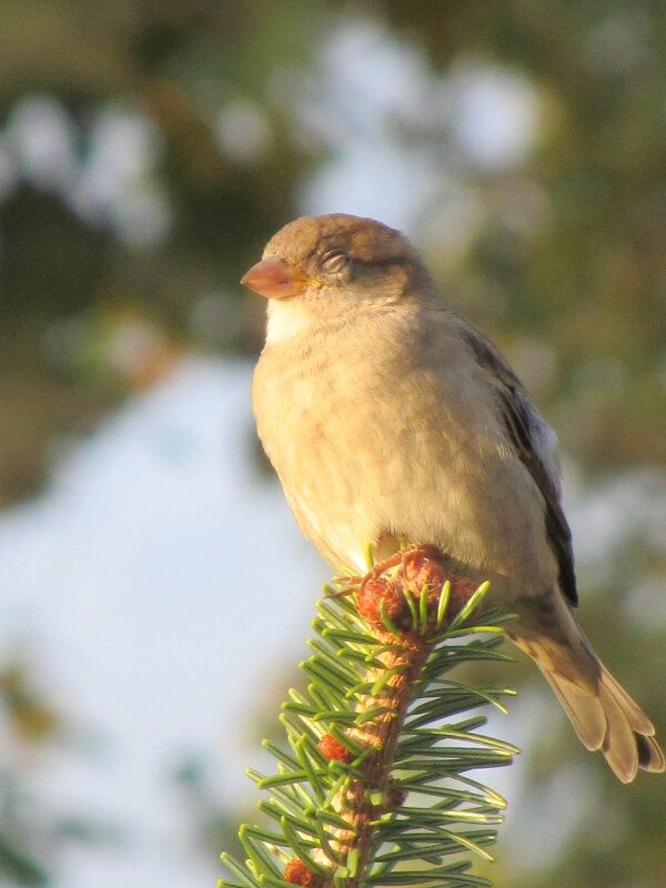 Задремал воробышек - Валерий 