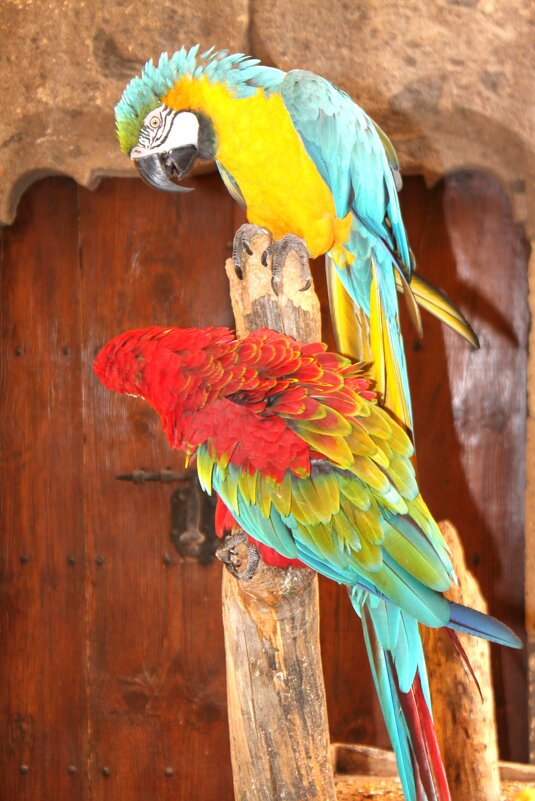 Ласпальмас , в домике Колумба - Savayr Ласпальмас , в домике Колумба - Savayr