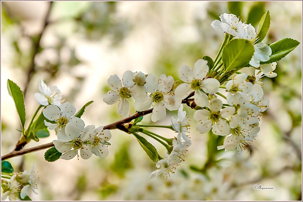 Про май... - Aquarius - Сергей