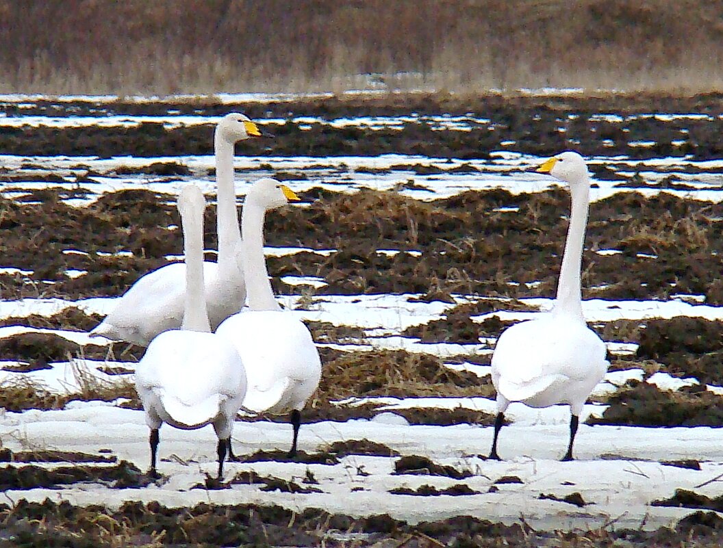 лебеди кликуны - gawrilа - dan лебеди кликуны - gawrilа - dan