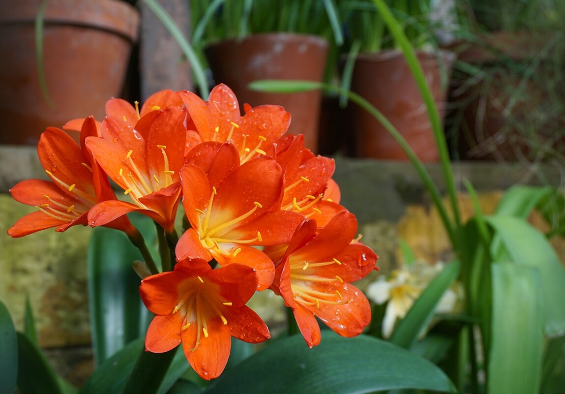 Кливия - Ольга Кливия - Ольга