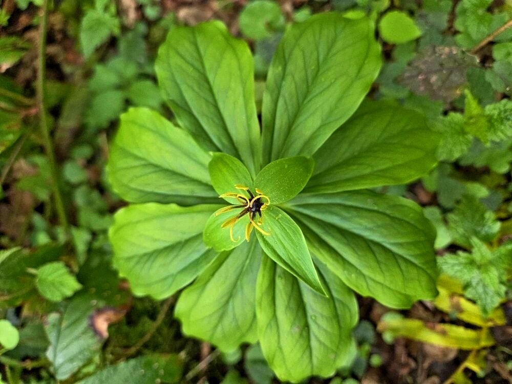 ВОРОНИЙ ГЛАЗ - Tata Wolf