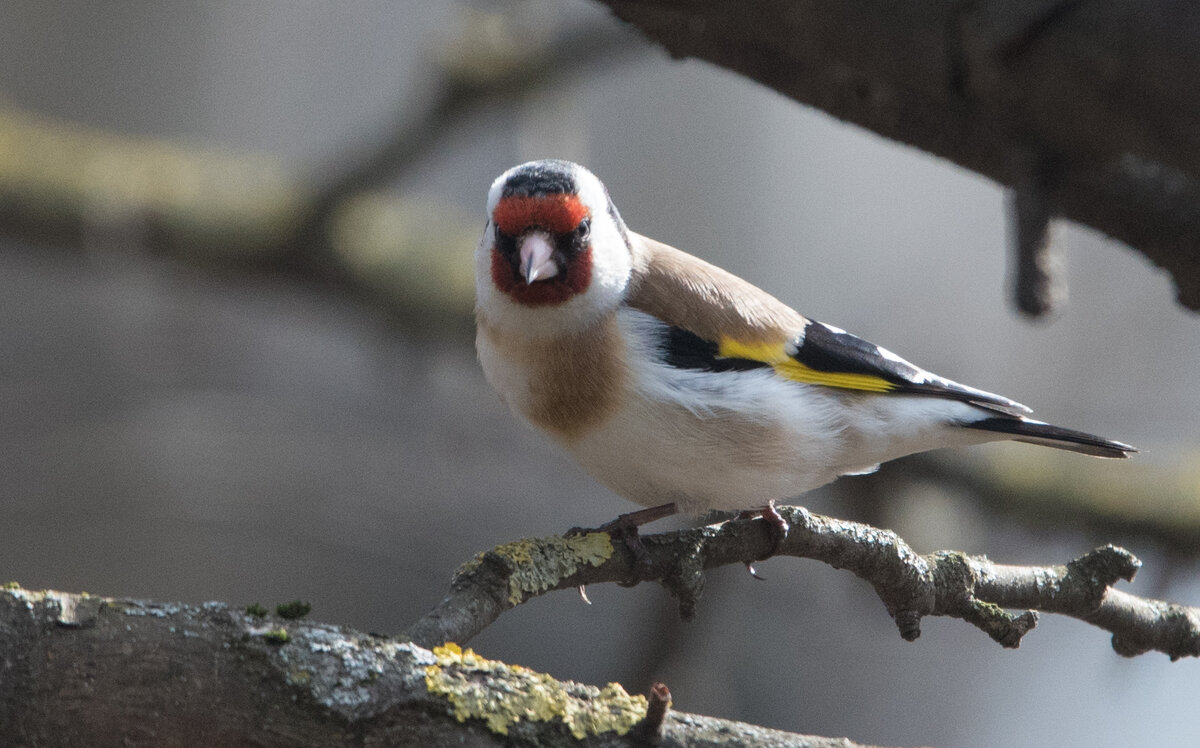 Щегол. - Владимир Безбородов