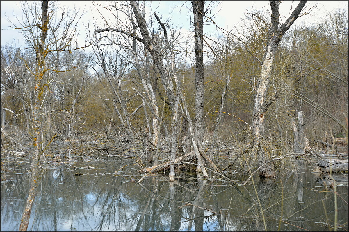 «У поганых болот чьи-то тени встают» - Сеня Белгородский