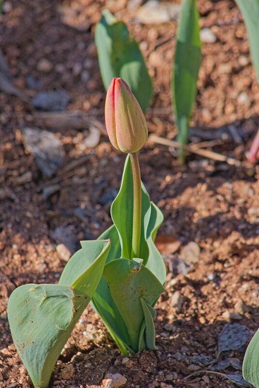 В предверии маленького чуда. - Giant Tao /