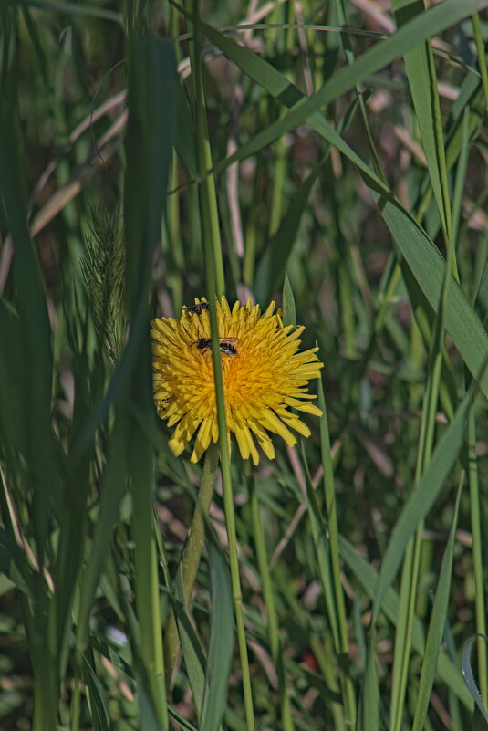 Одуванчик . - Giant Tao /