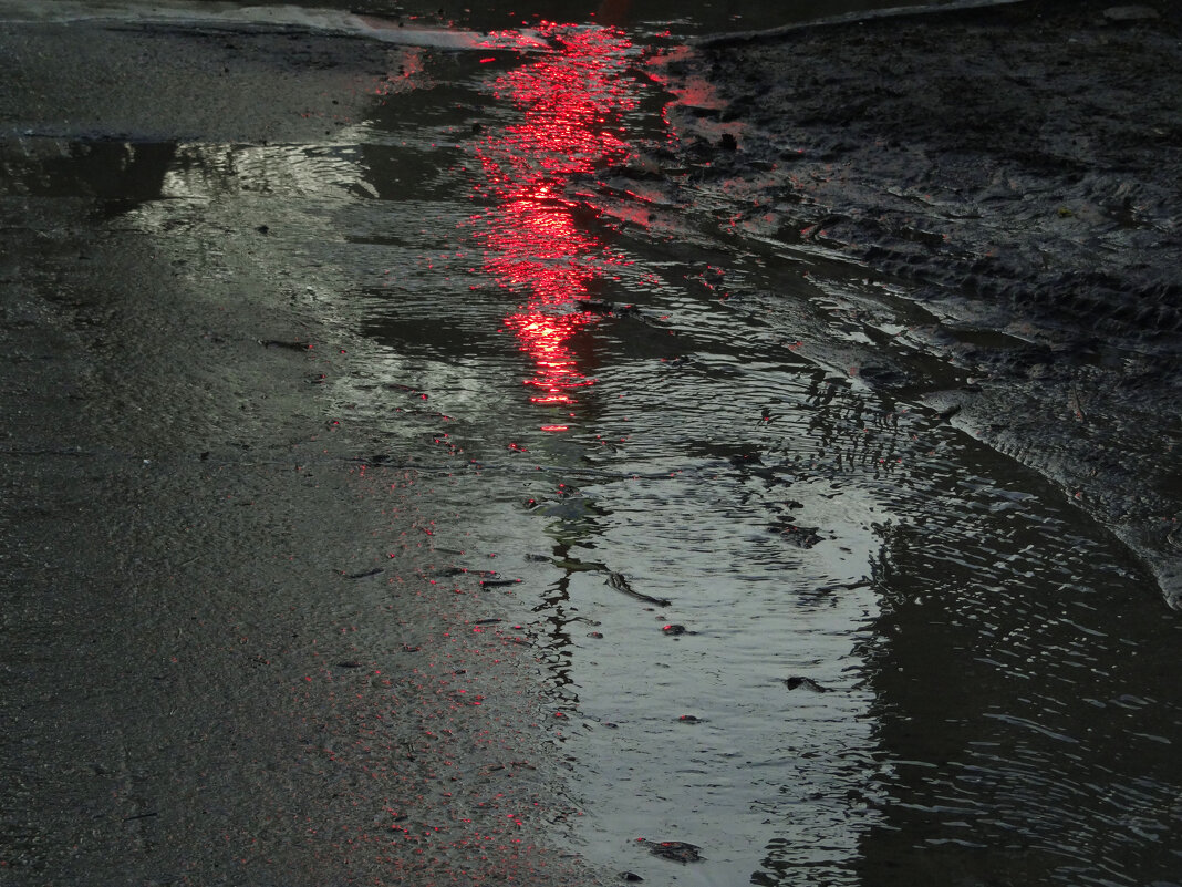 Собака, у которой потекли мозги - Maria Rainer Собака, у которой потекли мозги - Maria Rainer