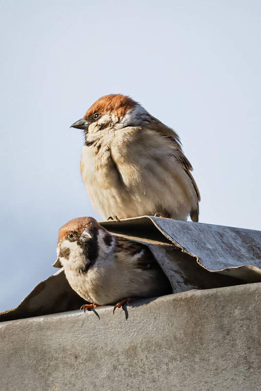 Весна. Новый дом. - Michel 