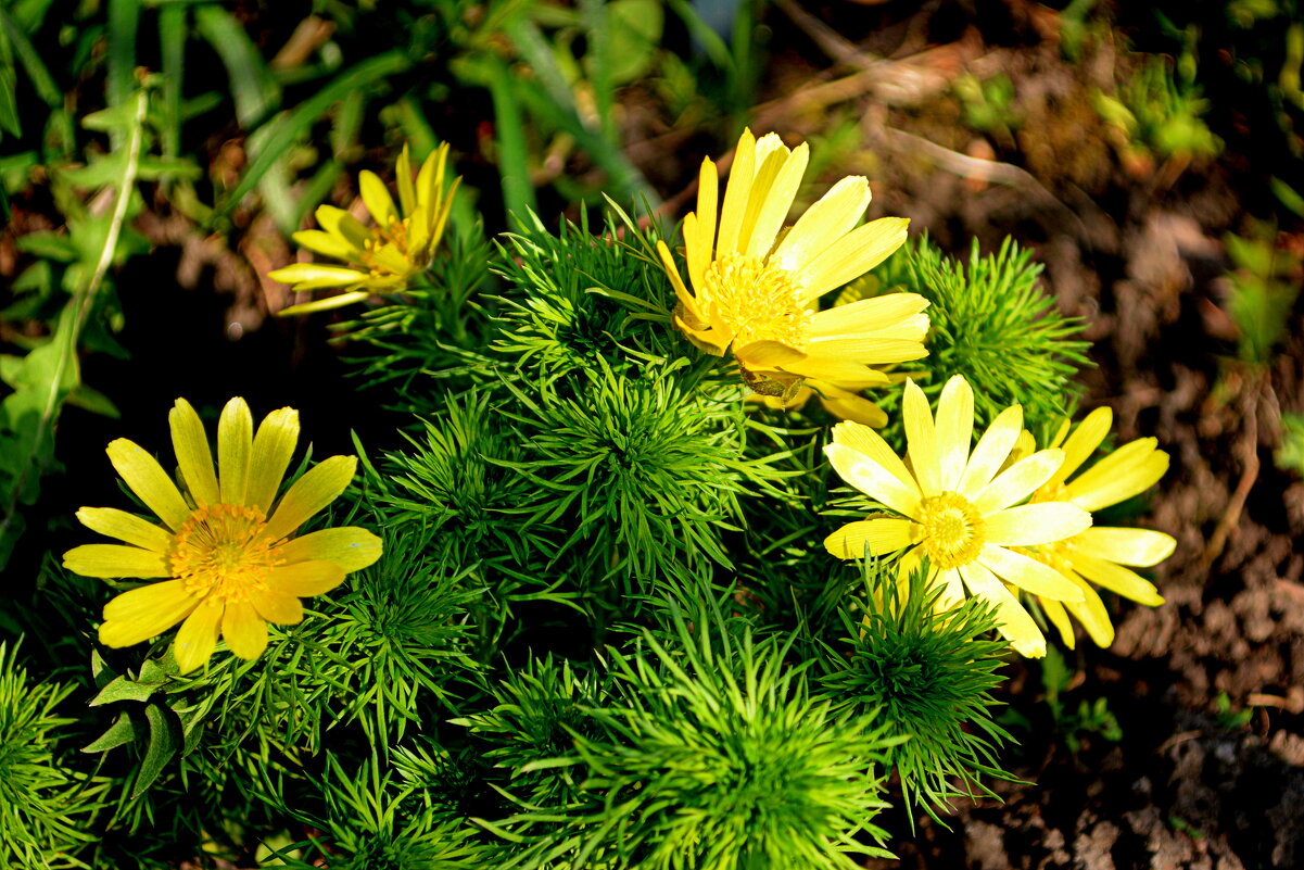 Горицвет весенний ( адонис) - Татьяна Лютаева