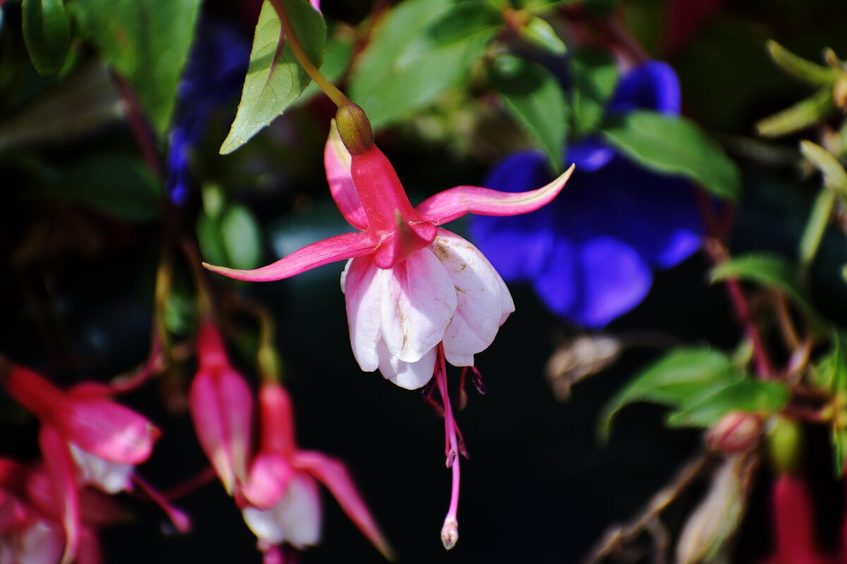 Цветок - Валерий Пославский