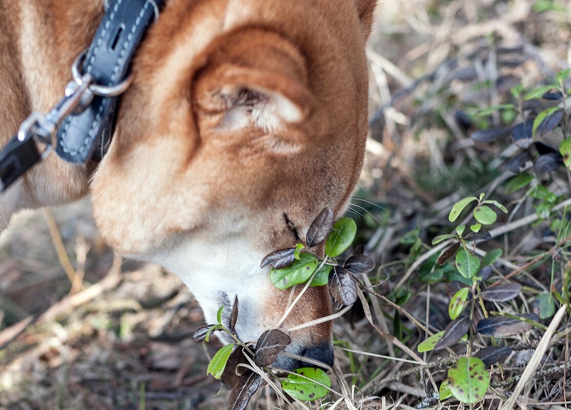 Понюхать весну - Валерий Иванович