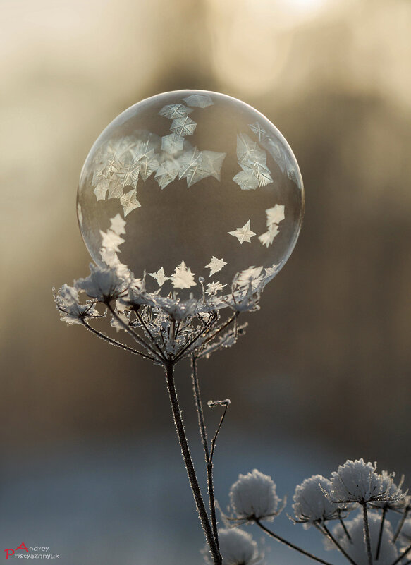 Пузырь с узорами - Андрей Пристяжнюк