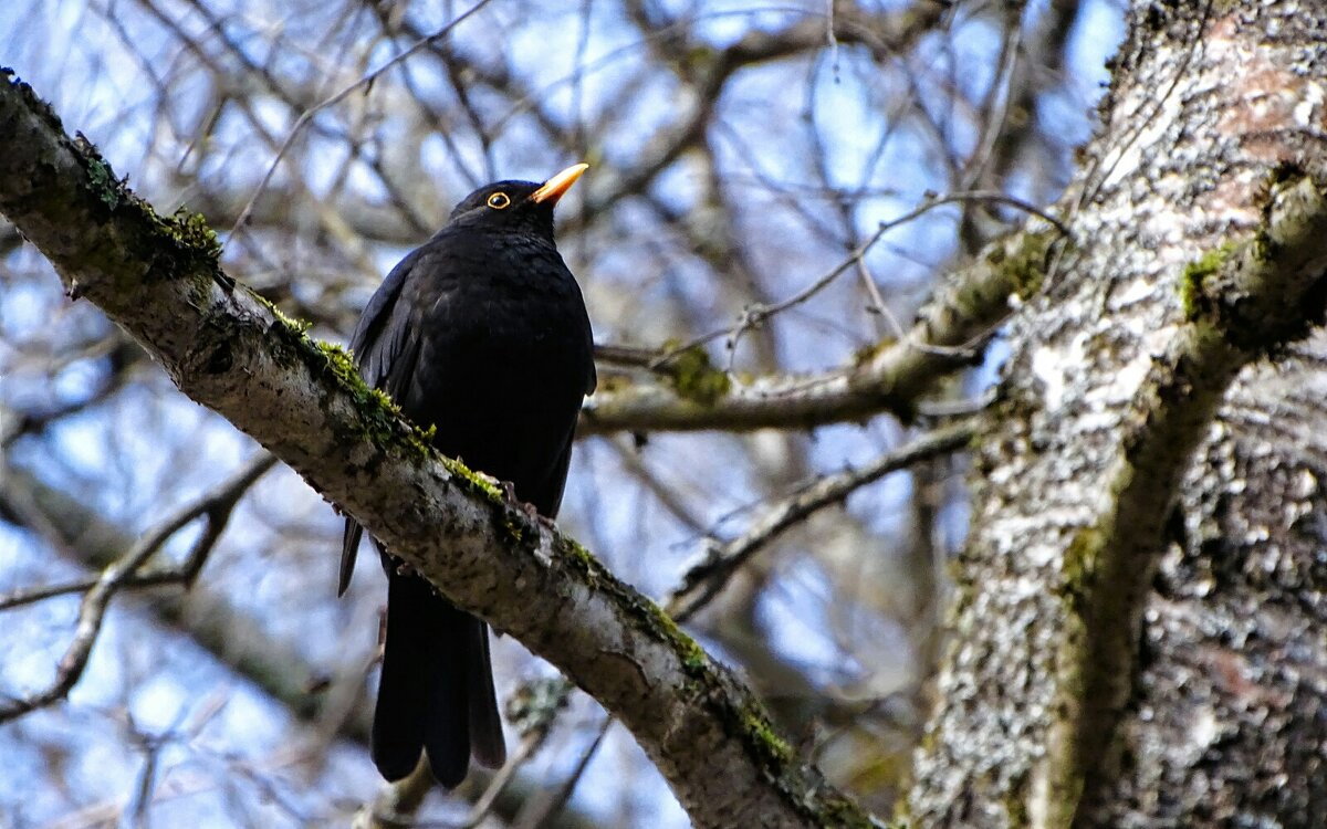 Чёрный дрозд. - Милешкин Владимир Алексеевич 