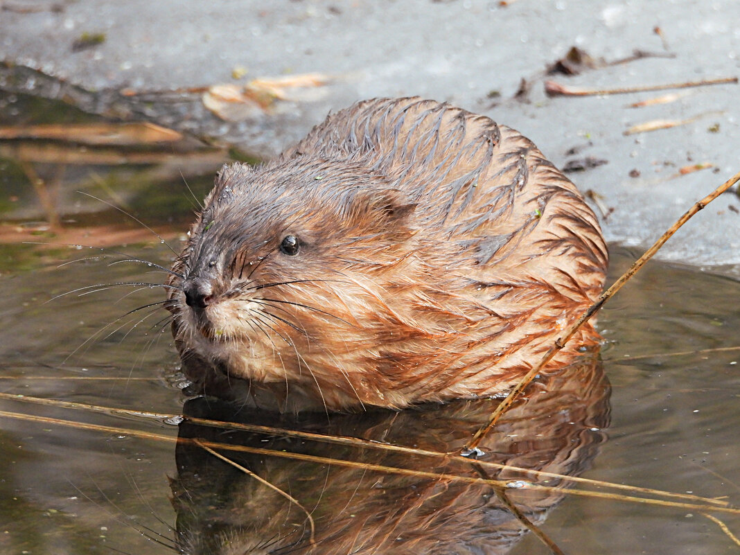 Ондатра - Лина 