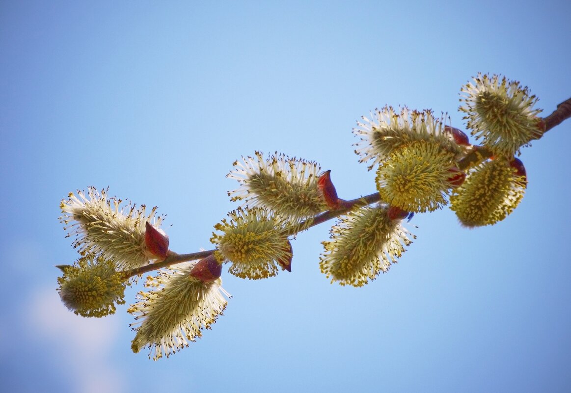 Пробуждение природы ... - Ravile 