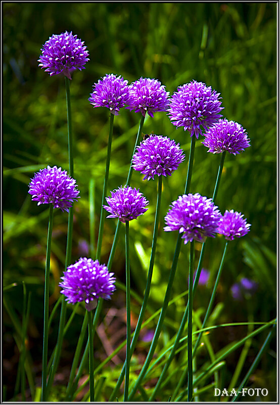 КИТАЙСКИЙ (СЕМЕЙНЫЙ) ЛУК. - Александр Дмитриев