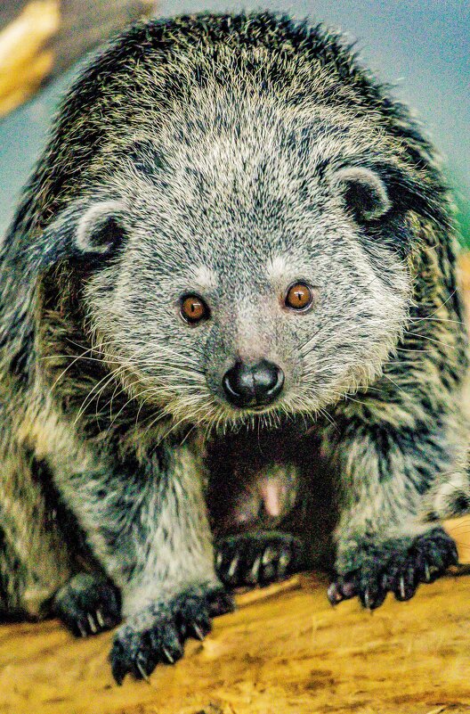 БИНТУРОНГ - Аркадий Лаптенко БИНТУРОНГ - Аркадий Лаптенко