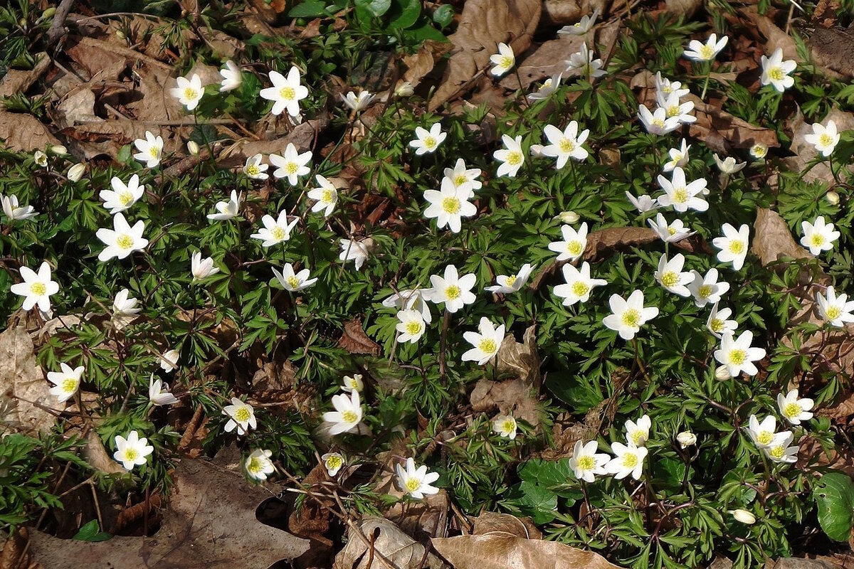 Ветреница - Рита Симонова