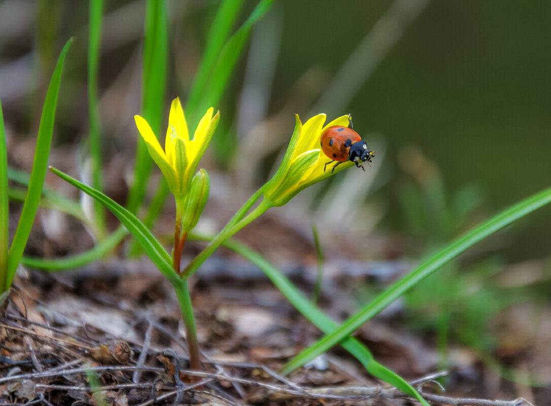 Пора пробуждений и обновлений - Наталья Димова Пора пробуждений и обновлений - Наталья Димова