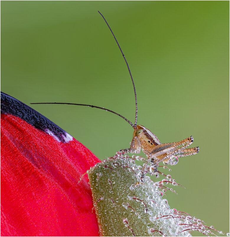 Какой-то кузнечик - Александр Григорьев