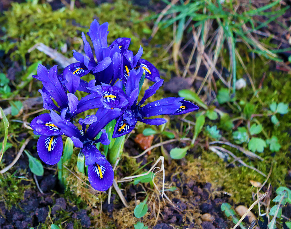 Первые ирисы (Иридодиктиум (карликовый ирис) - Светлана Первые ирисы (Иридодиктиум (карликовый ирис) - Светлана