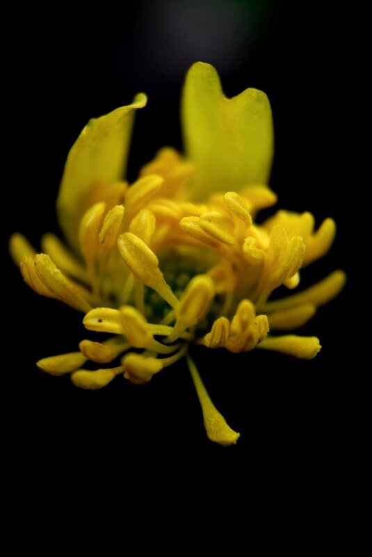 Драматический этюд ) - Tina Kott