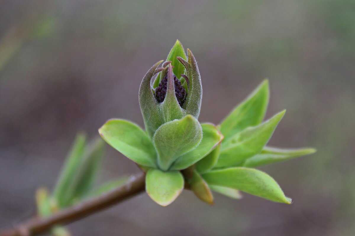 Весенний балет - Tina Kott
