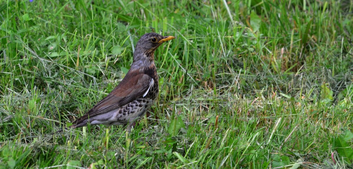 Дрозд - красавец - Олег 