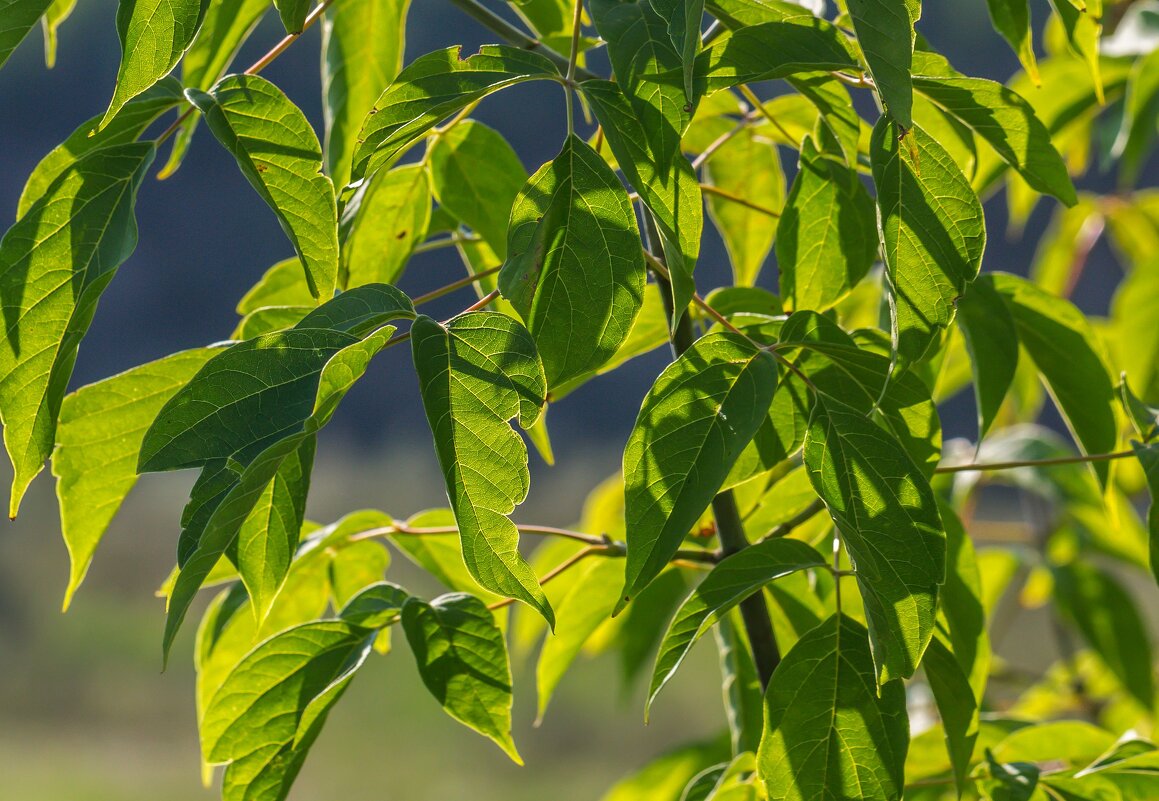 Краски лета. Свет и цвет. - Алексей Трухин