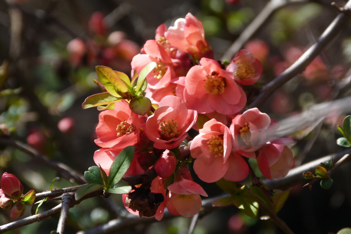 Японская айва - Валентин Семчишин Японская айва - Валентин Семчишин
