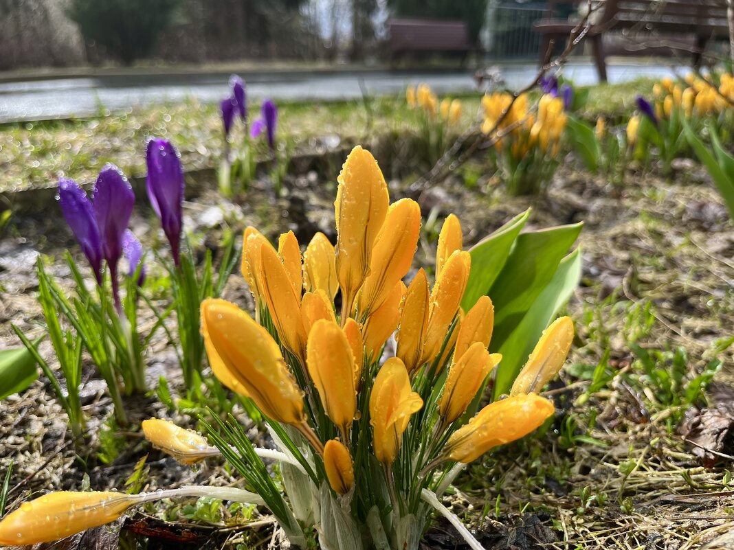 Весна в парке - Александр Конов