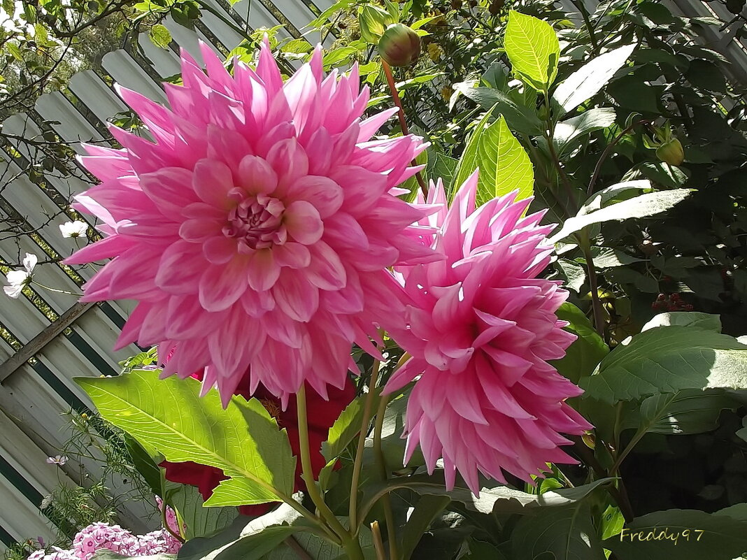 Георгины - Freddy 97