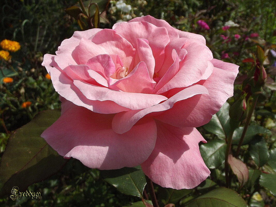 Роза - Freddy 97