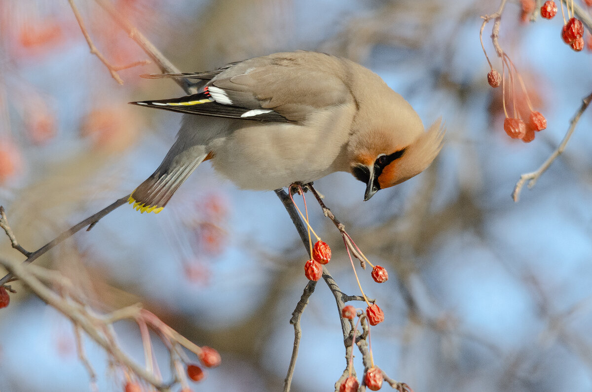 Свиристель - Виктор Иванович Чернюк