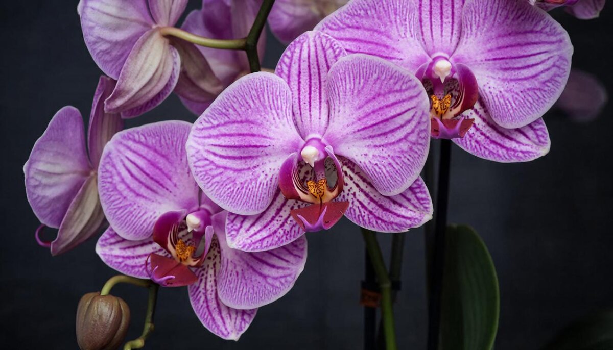 Любимые цветы - МАРИЯ ПОПОВА