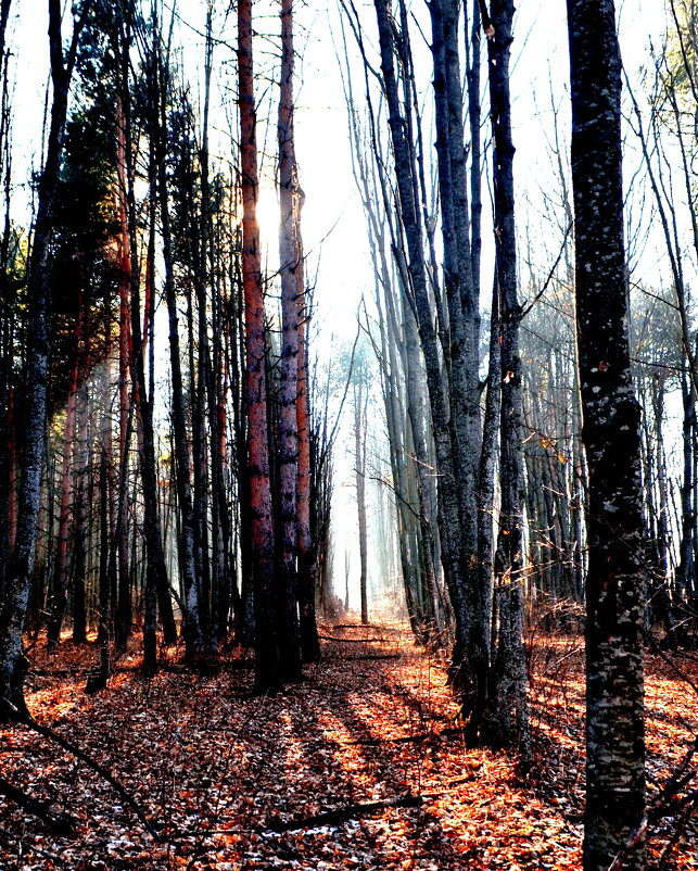 Странный лес - Мишель71 