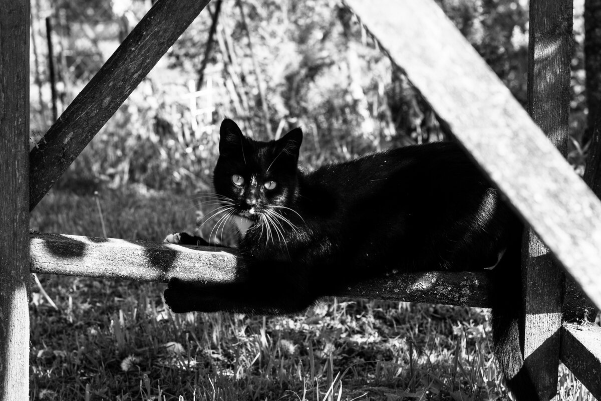 Кошка - Mariya Zazerkalnaya