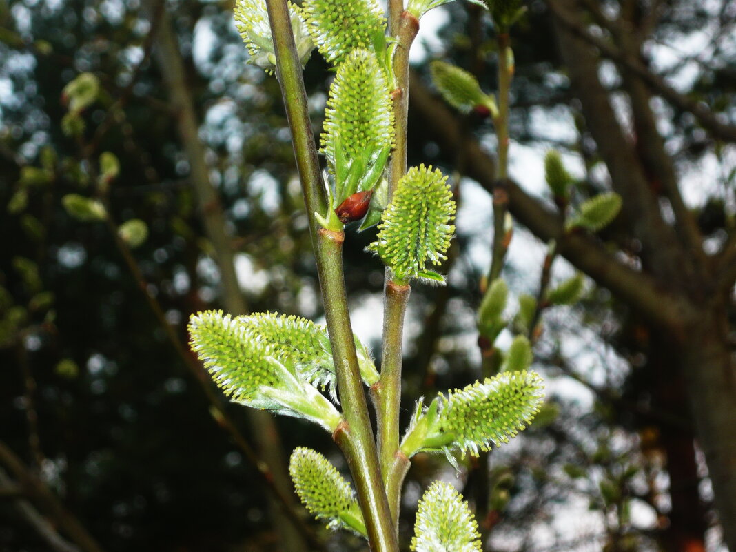 Вербная неделя продолжается... - Татьяна Р Вербная неделя продолжается... - Татьяна Р