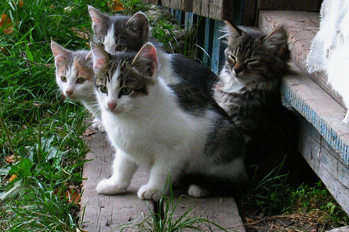 Дикие котята - Владимир Гришин Дикие котята - Владимир Гришин